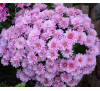 Хризантема Арлуно Пинк (Arluno Pink)